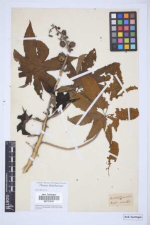 Ricinus communis L.