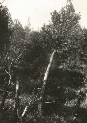 Moor-Kiefer oder Spirke, auch Moor-Spirke (Pinus rotundata) im Georgenfelder Hochmoor bei Zinnwald-Georgenfeld