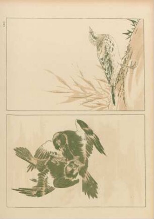 AAC [Oiseaux]