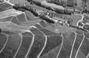 Durbach: Weinberge
