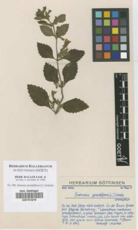 Satureja grandiflora (L.) Scheele