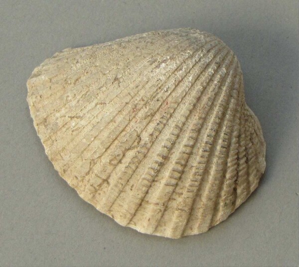 Muschelschale