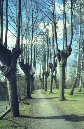 Alter Friedhof: Allee