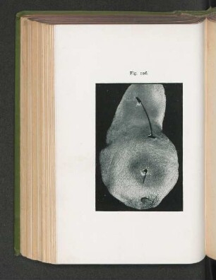 Fig. 126.