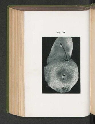Fig. 126.