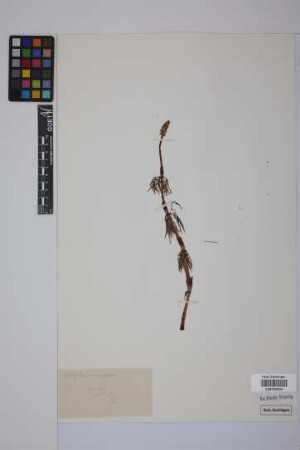 Equisetum sylvaticum L.