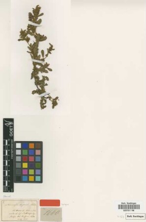 Thomasia cognata Steud. [syntype]