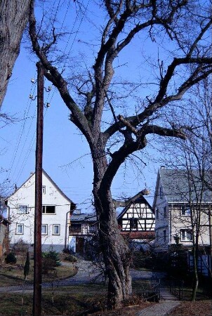 Baum, Häuser, Brücke