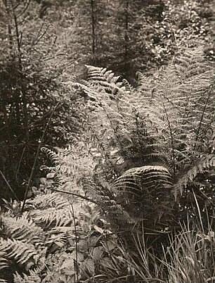 Wald-Frauenfarn (Athyrium filix-femina), auch einfach nur Frauenfarn oder Gemeiner Waldfarn