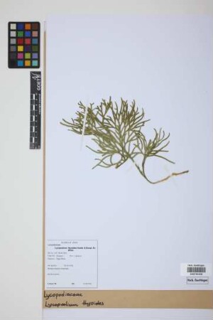 Diphasiastrum thyoides (Humb. & Bonpl. ex Willd.) Holub