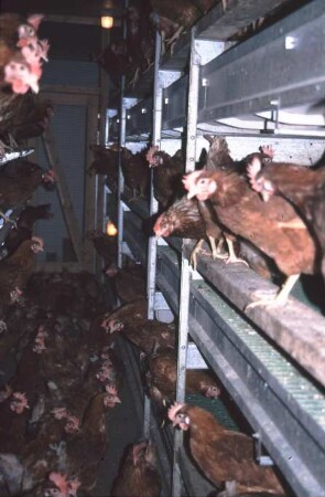 Fotografie: Tierproduktionsverfahren, Legehennenhaltung