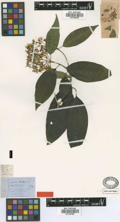 Graffenrieda moritziana Triana [syntype]