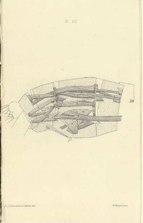 Plate LX.
