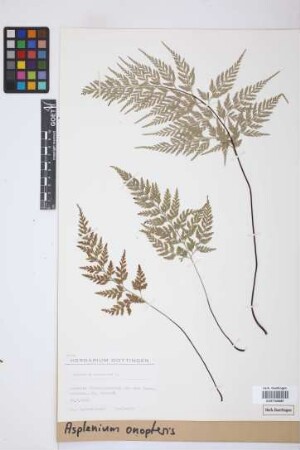 Asplenium onopteris