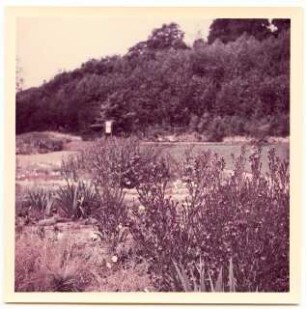 Bundesgartenschau 1955, Kassel: Pflanzen