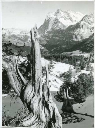 Berner Oberland
