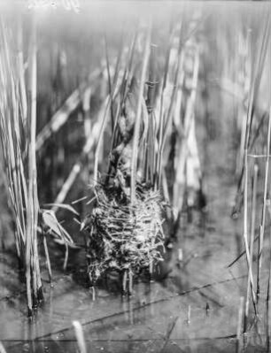 Drosselrohrsänger : Drosselrohrsänger (Acrocephalus arundinaceus Linnaeus) beim Füttern.