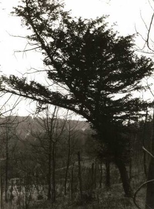 Europäische Eibe (Taxus baccata), auch Gemeine Eibe oder nur Eibe. Bestand im Naturschutzgebiet Rothstein bei Löbau