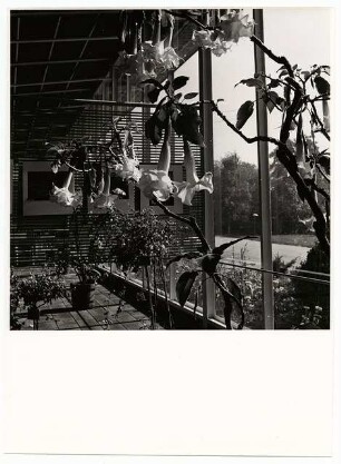Deutsche Gartenschau 1950 auf dem Killesberg, Stuttgart: Datura in Ausstellungshalle