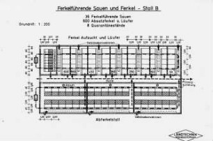 Ferkelführende Sauen und Ferkel - Stall B