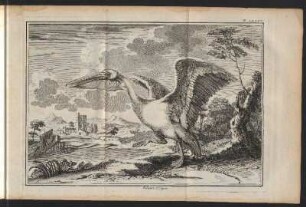 Pelican. 1. figure