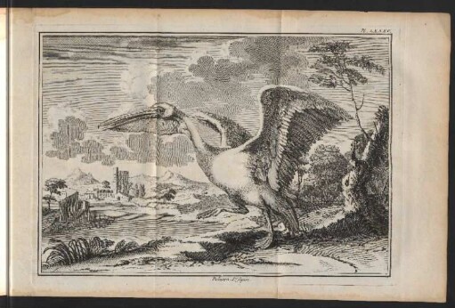 Pelican. 1. figure