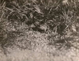 Königswartha. Knoblauchkröte (Pelobates fuscus)