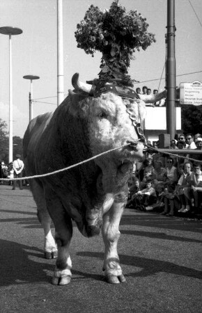 Basel (Schweiz): Geschmückter Ochse mit Krone