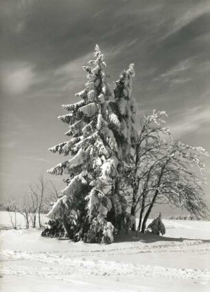 Osterzgebirge. Verschneite Fichten auf der Hochfläche bei Altenberg