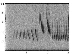 Buchfink | Fringilla coelebs - Gesang