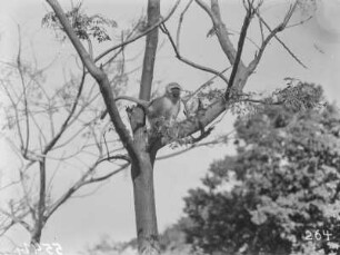 Meerkatze : Meerkatze im Baum