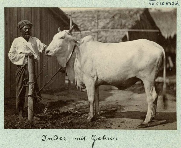 Indian with zebu