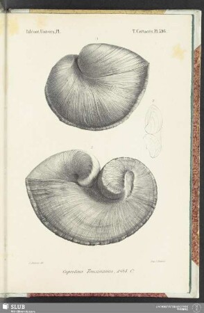 Pl. 596