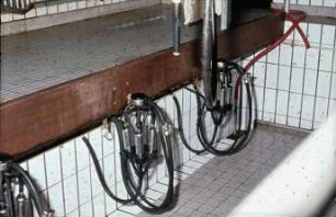 Fotografie: Melktechnik, Melkstand, Melkzeug