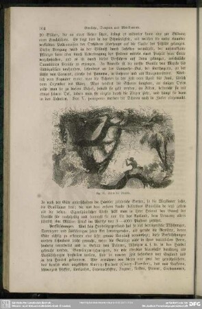 Ernte der Vanille