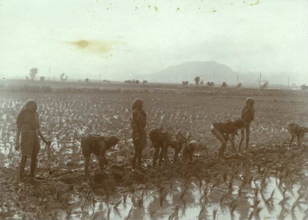 Rice plant