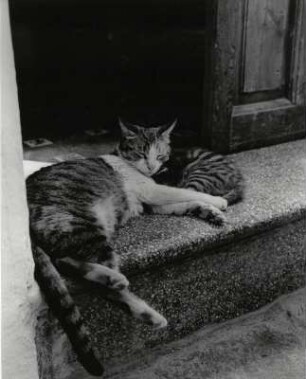 Katze im Hauseingang