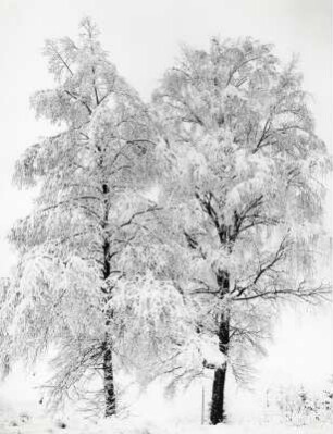 Zwei Bäume im Schnee