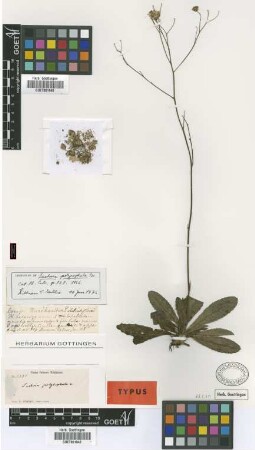 Sachsia polycephala Griseb. [lectotype]