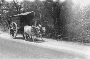 Java-Büffelwagen am Weg (Exkursion: Niederländisch-Indien 1938)