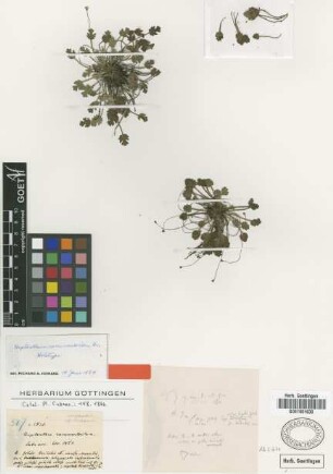 Heptanthus ranunculoides Griseb. [holotype]