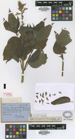 Salvia rhinosima Griseb. var. arborescens Griseb.[type]