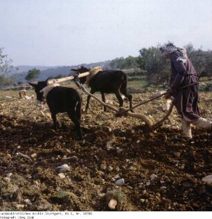 Israel: Samarisches Bergland