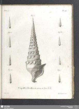 Coquilles fossiles des environs de Paris. Pl. VI