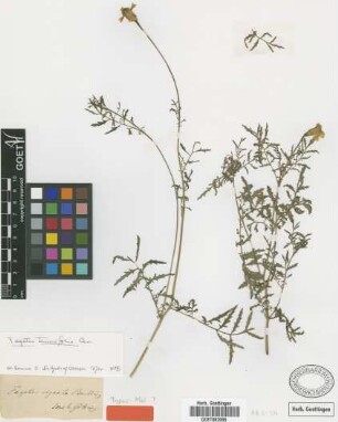 Tagetes signata Bartl. [type]