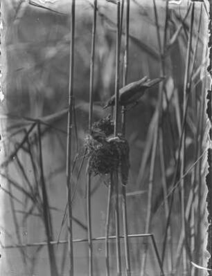 Teichrohrsänger und Kuckuck : Junger Kuckuck (Cuculus canorus) im Nest eines Teichrohrsängers (Acrocephalus scirpaceus).