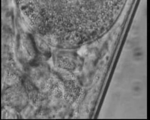 Organisation und Fortpflanzung von Pelodera strongyloides (Nematodes)