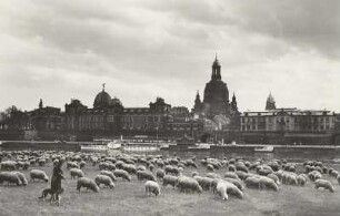 Weidende Schafe auf den Neustädter Elbwiesen : Dresden, Blick vom Neustädter Ufer über die Brühlsche Terrasse zur Frauenkirche mit Schafherde