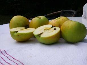 Apfelbaum Sorte: Dülmener Herbstrosenapfel - Baum 106