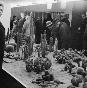 Dresden. Gartenausstellung. Besucher betrachten eine Ausstellungsfläche mit Kakteen (Cactaceae)
